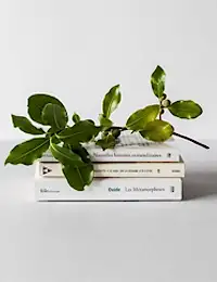 Lifestyle by İş Black